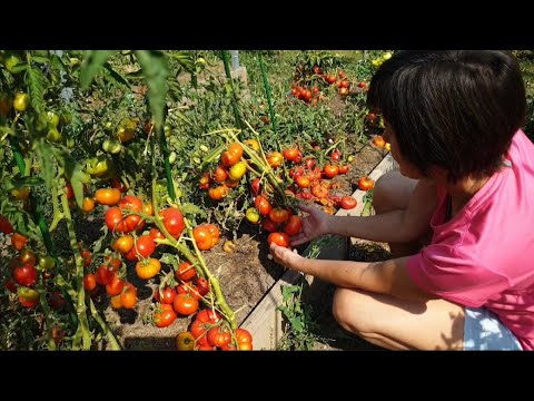 Видео: Грунтовые томаты, сезон 2022. Рассказ о сортах. Последние дни лета.