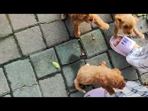 Видео: Не бегите за мной, я просто проезжаю, я не ваш хозяин...