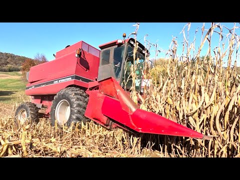 Видео: Убираю кукурузу новым комбайном Case IH 1660! Урожай 2025 года