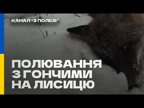 Видео: Полювання з гончими на лисицю