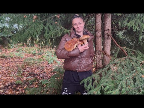 Видео: Вторая часть грибной охоты🤗