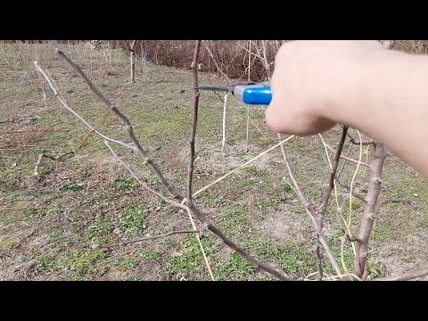 Видео: Зимна резитба на ябълка Флорина, 3-та година