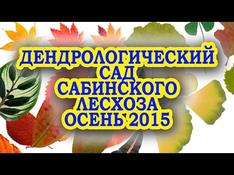 Видео: Дендросад Сабинский лесхоз от LATIPOV VIDEO