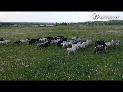 Видео: Симбирская кругосветка. Как сделать селфи на луне и какое имя носит сын Вулкана и Скалы