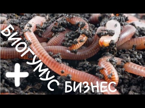 Видео: Биогумус А дан Я гача. Тўлиқ дастур.