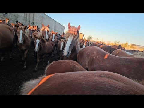 Видео: Родился поздний жеребёнок Кобыла не принимает . Что делать? Держать!