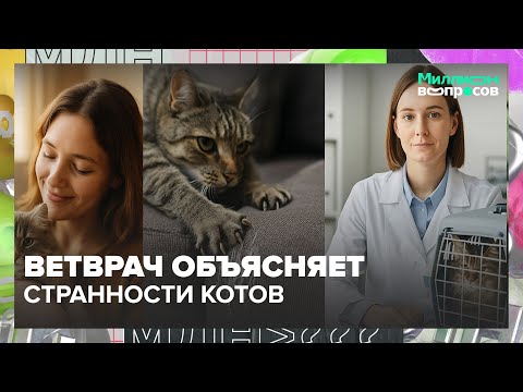 Видео: Как понять кошку? Ветврач объясняет странности котов и их поведение