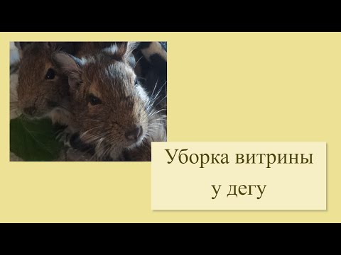 Видео: УБОРКА У ДЕГУ // Чищу витрину