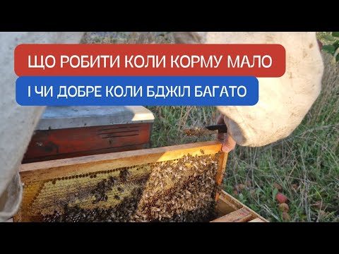 Видео: О це так бджоли! Гарно підійшли до зими! Але є нюанси. Мало корму що робити? Багато бджіл! Зимівля!