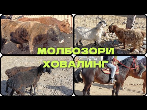 Видео: МОЛБОЗОРИ ХОВАЛИНГ НАРХУ НАВО