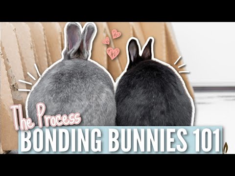 Видео: Bonding Bunnies 101 — Процесс склеивания (шаг за шагом)
