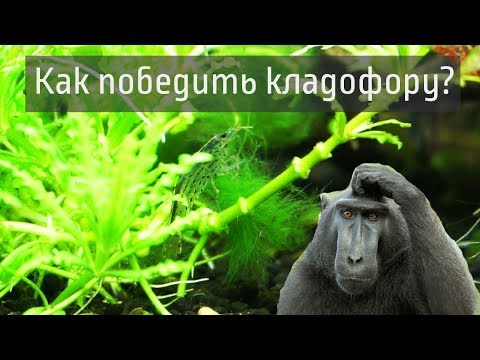 Видео: КРЕВЕТКА АМАНО против КЛАДОФОРЫ