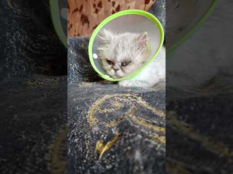 Видео: КНОПА ШОРОХУ НАДЕЛАЛА🙀