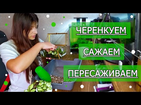 Видео: Черенкуем, Сажаем и Пересаживаем. Хойи и не только))