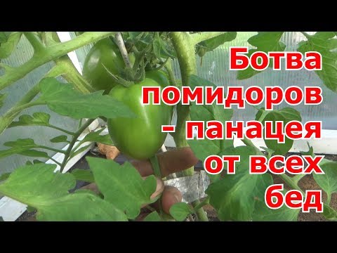 Видео: Томатная ботва от вредителей и как удобрение.