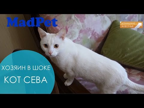 Видео: РАБОТА ЗООПСИХОЛОГА. Мирослав Волков vs КОТ СЕВА