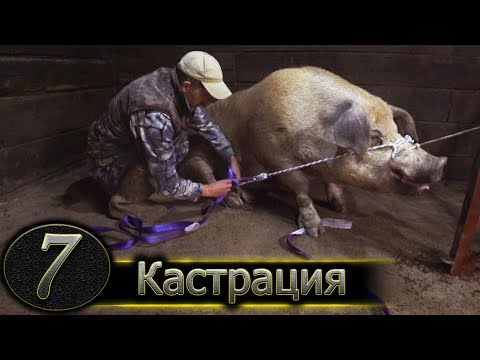 Видео: ХРЯК НА 300 КГ / КАСТРИРУЮ В ОДНОГО