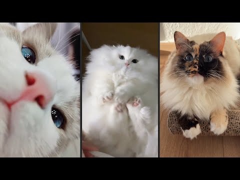 Видео: Cute and funny CATS.🐱 And Some Just Interesting Moments.😻Videos🔶 Сompilation # 52🔶