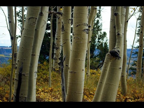 Видео: Заготавливаем кору осины.