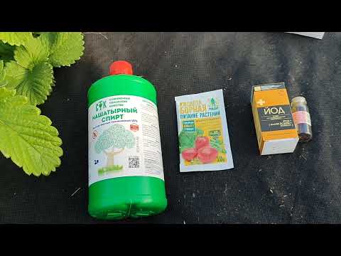 Видео: "Аптечная" обработка от корневых гнилей на землянике! Обзор посадок. Омск, 31.05.2024г.