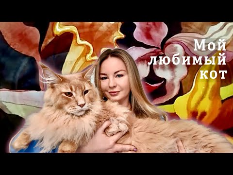 Видео: Мой любимый кот Мейн-кун ♥️🐈♥️