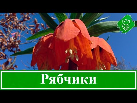 Видео: Цветок рябчик – посадка, уход и выращивание, рябчик после цветения