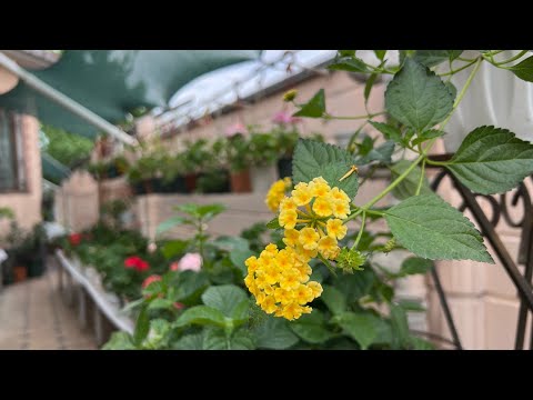 Видео: Болмо гулу. Короого гулдорду чыгаруу🌹