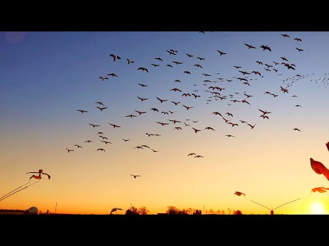 Видео: На X охоте на снежных гусей! | Ветра нет, небо чистое, 300 птиц