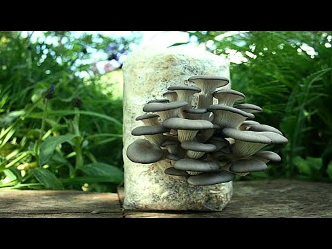 Видео: Вирощувати гриби вдома легко! Сезон вирощування гливи! Не проґавте!