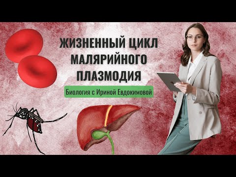 Видео: Жизненный цикл малярийного плазмодия