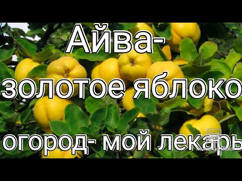 Видео: АЙВА   ЗОЛОТОЕ ЯБЛОКО ! ОГОРОД   МОЙ ЛЕКАРЬ !!!