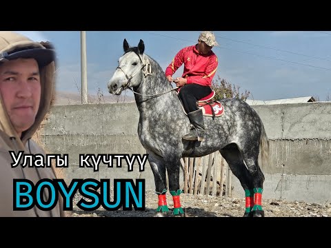 Видео: УЛАГЫ КҮЧТҮҮ БОЙСУН АСАМИДИНДЕ