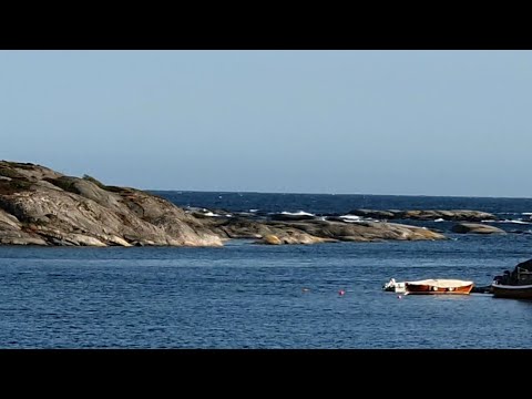 Видео: Коты, косули. Креветками отмечаем окончание ярмарки. Удивительное место у моря.