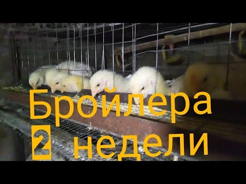 Видео: Бройлера. 2 недели.