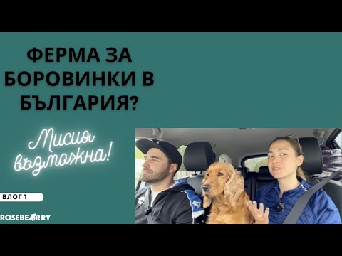 Видео: Ферма за боровинки в България - мисия възможна | Влог 1 | Roseberry Farm