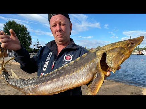 Видео: КАК ПРИГОТОВИТЬ ОСЕТРА НАТУРАЛЬНОГО КОПЧЕНИЯ #рыба #осетр #копчение