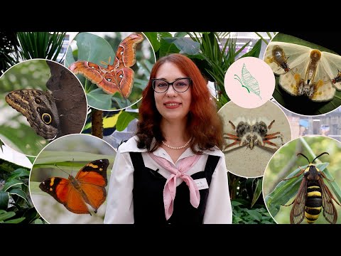 Видео: Самые удивительные крылья бабочек (1 часть)