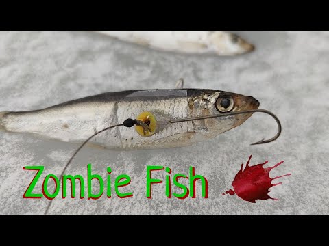 Видео: Зомби  приманка -Zombie Fish (100 % Эта снасть выловит ВСЕГО хищника )