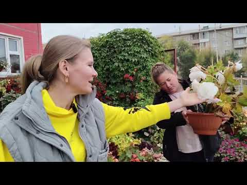 Видео: Что растёт в роскошном дворе? Удивительный сад! Опыт и советы  Валентины