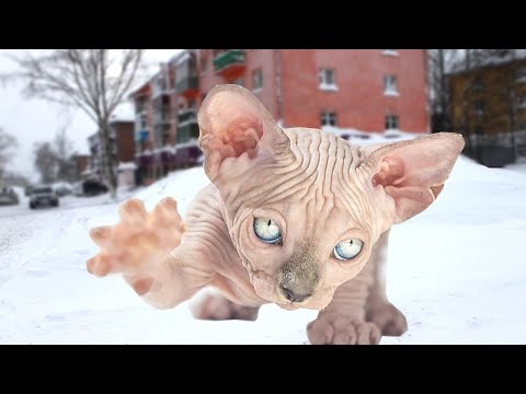 Видео: Он замерзал на улице, но в последний момент