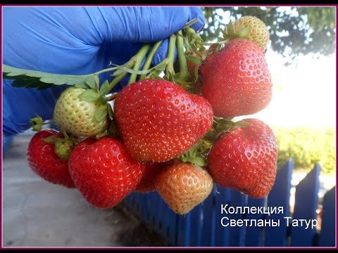Видео: ЭЛИАНИ - Голландский сорт с красавицей ягодой.