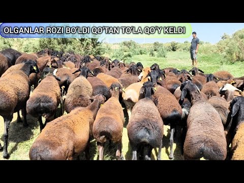 Видео: БАХРОМ АКА АВЖИГА ЧИКДИ КУ́ЙЛАРИНИ У́ЗИНГИЗ КУ́РИНГ СУПЕР КЛАСС