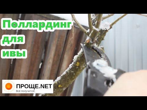 Видео: Необычная формировка ивы. Поллардинг - что это?  ✂🌳 ✂🍃 ✂🌿