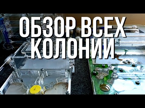 Видео: Обзор ВСЕХ моих колоний! Что с ними случилось за время моего отсутствия? Новые виды?
