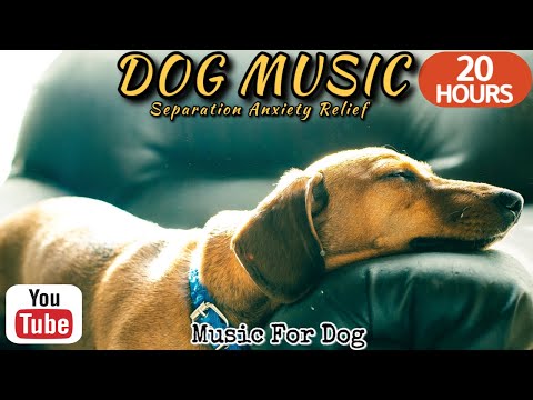 Видео: 20 часов любимой музыки собак🐶💖Музыка для сна собак 🐶🎵 Музыка для снятия беспокойства при разлуке🎵