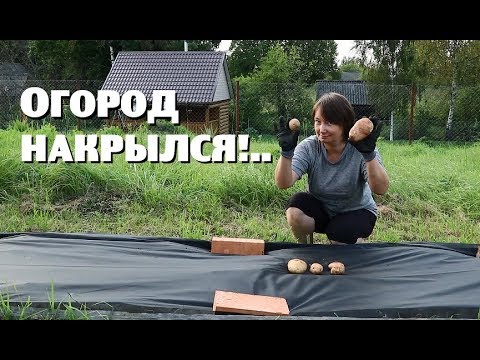 Видео: Сработает ли ЛЕНИВЫЙ СПОСОБ БОРЬБЫ С СОРНЯКАМИ?..