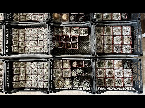 Видео: Як пересадити, посадити кактус у новий горщик та який грунт потрібний для кактусів ? 1 частина.