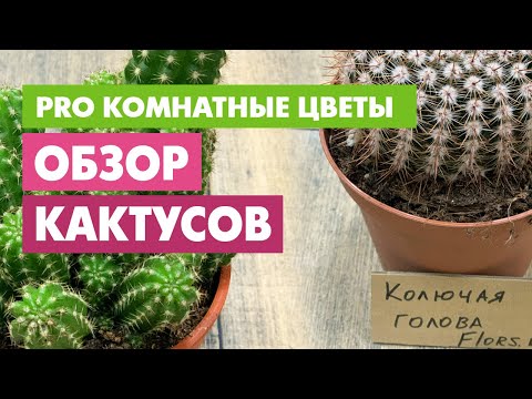 Видео: Обзор БОЛЬШИХ кактусов |  из разряда ХОЧУшек
