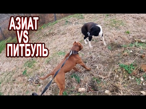 Видео: ПИТБУЛЬ VS ВОЛКОДАВ. Огромный Азиат пришел к нам на территорию, отпустил почти всех собак !!!