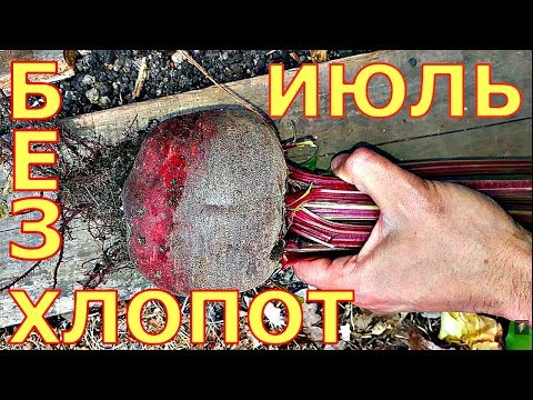 Видео: ВЫРАЩИВАНИЕ СВЕКЛЫ! ЧЕМ ПРОЩЕ - ТЕМ ЛУЧШЕ!